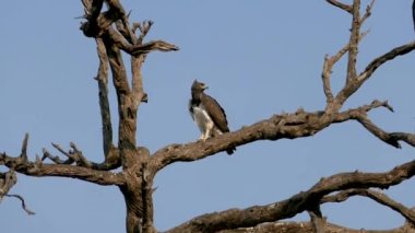 Avcı bir ağaçta oturmuş avını bekliyor, Chobe Botswana 'da..