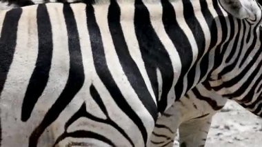 Etosha, Namibya bozkırında yürüyen iki Zebra 'nın yakın çekimi. Zebralar birbirini kemiriyor. Yüksek kaliteli FullHD görüntüler
