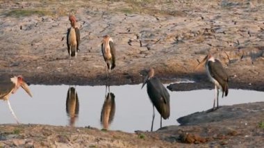 Leeptoptilos crumenifer ya da yiyecek arayan akbabalar sürüsü. Ulusal Park Chobe, Botswana.