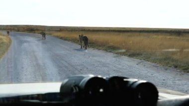 Etosha, Namibya 'da arabamızın önünde üç aslan yürüyor. Afrika 'da vahşi bir safari. Safari turu. Oyun sürüşü. Vahşi yaşam konforlu 4WD açık safari aracını izliyor..