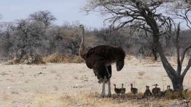 Namibya, Etosha 'daki büyük sıcakta bir ağacın gölgesinde bekleyen genç devekuşları olan dişi devekuşu. Afrika 'da vahşi bir safari. Oyun sürüşü. 4WD açık safari aracında vahşi yaşam izliyor..