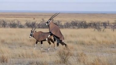 Gemsbok çiftleşmesi veya Afrika antilobu çiftleşmesi Etosha, Namibya 'da. Afrika 'da vahşi bir safari. Safari turu. Oyun sürüşü. Vahşi yaşam konforlu 4WD açık safari aracını izliyor..