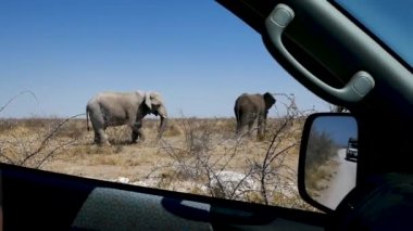Etosha, Namibya 'da bir bozkırda arabamızın önünde duran iki yaşlı erkek fil. Afrika 'da vahşi bir safari. Safari turu. Oyun sürüşü. Vahşi yaşam açık bir safari aracında izliyor.. 