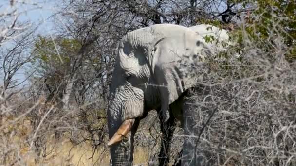 Крупным Планом Головы Огромного Старого Слона Прячущегося Дереве Этоше Намибия — стоковое видео