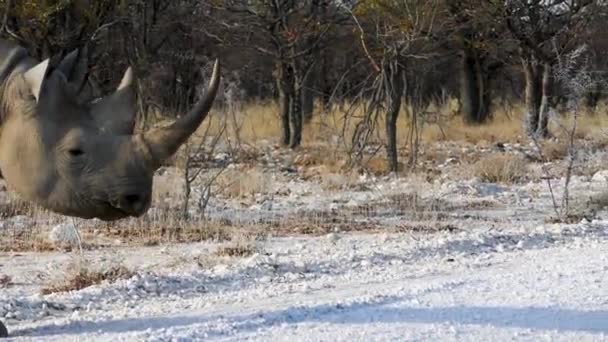 Gros Plan Rhinocéros Blanc Marchant Devant Notre Voiture Etosha Namibie — Video