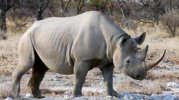 Крупный План Белого Носорога Идущего Перед Нашей Машиной Этоше Намибия — стоковое видео