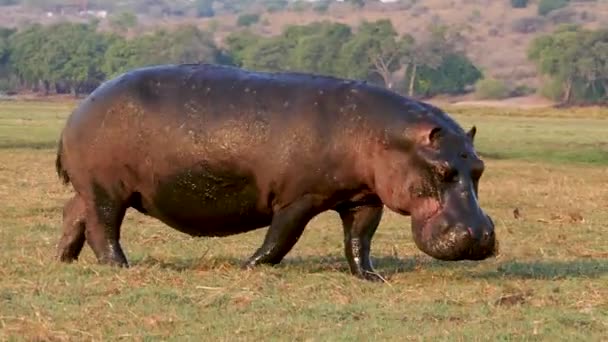 Énorme Hippopotame Marchant Dans Savane Chobe Botswana Des Images Haute — Video