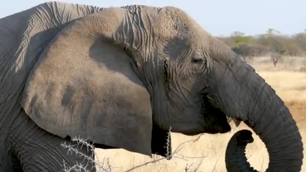 Згорніть Величезного Самця Слона Який Їсть Дерево Етоші Намібії Дикі — стокове відео