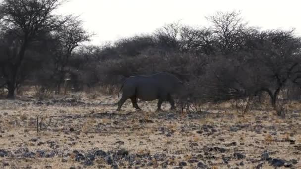 在纳米比亚埃托沙的灌木丛中散步的白犀牛 非洲的野生狩猎 Safari骑 一个游戏驱动器 野生动物在舒适的4Wd敞篷越野车中观看 — 图库视频影像