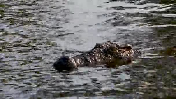 Нил Крокодил Прячется Мелководье Реке Чобе Ботсвана Закрытие Слоупстайла Дикое — стоковое видео