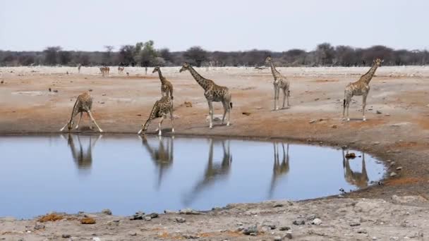 ナミビアのエトーシャにある小さな池や水飲み場からキリンが水を飲む アフリカの野生のサファリ 安全運転だ ゲームドライブだ 快適な4Wdオープンサファリ車で野生動物を見る — ストック動画