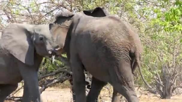 Африканский Слон Сражается Между Двумя Злыми Большими Самцами Чобэ Ботсвана — стоковое видео