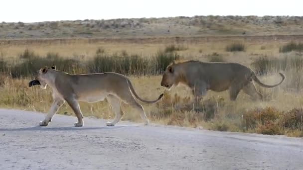 在纳米比亚的埃托沙 两只狮子在过马路时玩耍 优质Fullhd影片 — 图库视频影像