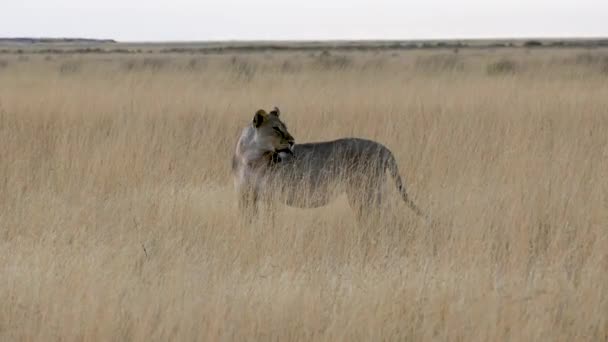 在纳米比亚的Savanna Etosha 狮子嘴里衔着塑料瓶 非洲的野生狩猎 Safari骑 一个游戏驱动器 野生动物在舒适的4Wd敞篷越野车中观看 — 图库视频影像