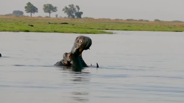 Hippopotamus Open Wide Mouth Río Chobe Botswana Bostezar Boca Abierta — Vídeos de Stock