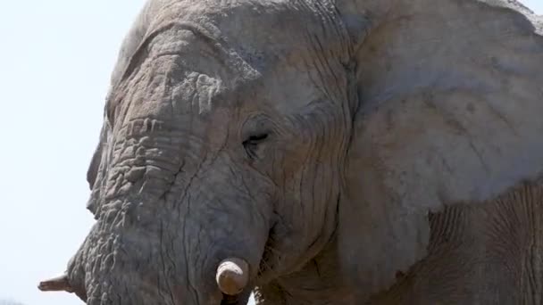 Großaufnahme Eines Riesigen Alten Elefantenmännchens Das Einer Savanne Etosha Namibia — Stockvideo