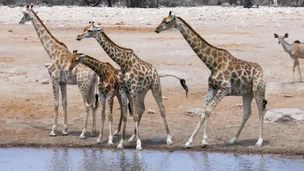 Zbliżenie Cztery Żyrafy Piją Wodę Małego Stawu Lub Wodopoju Etosha — Wideo stockowe