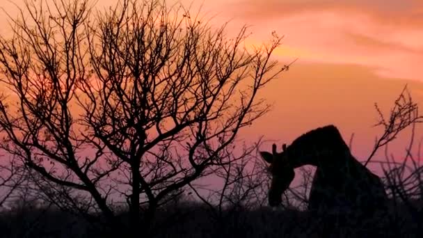 Silhueta Uma Girafa Enquanto Come Uma Árvore Acácia Durante Pôr — Vídeo de Stock