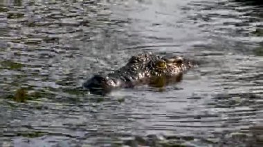 Chobe Nehri Botswana 'da sığ sularda saklanan Nil Timsahı. Yavaşça yüzüyor. Afrika 'da vahşi bir safari. Tekne safarisi. Yüksek kaliteli FullHD görüntüler