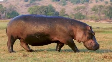 Botsvana, Chobe 'daki savanda yürüyen dev bir Hippopotamus. Yüksek kaliteli görüntüler. Afrika 'da vahşi bir safari. Safari turu. Oyun sürüşü. Vahşi yaşam konforlu 4WD açık safari aracını izliyor..
