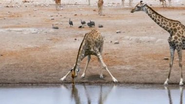 Zürafalar ve tavuklar Namibya 'nın Etosha kentindeki küçük bir gölet veya su birikintisinden su içerler. Afrika 'da vahşi bir safari. Safari turu. Oyun sürüşü. Vahşi yaşam konforlu 4WD açık safari aracını izliyor..
