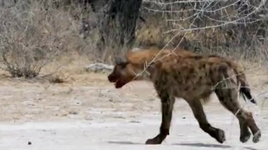 Etosha, Namibya 'da Koşan sırtlan' a yaklaş. Afrika 'da vahşi bir safari. Safari turu. Oyun sürüşü. Vahşi yaşam konforlu 4WD açık safari aracını izliyor..