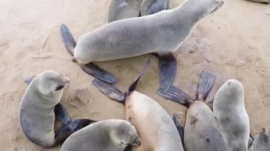 Namibya, Afrika 'da Cape Cross Seal Reserve. Doğadaki vahşi foklar.