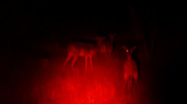 Etosha, Namibya 'da gece safarisi. Springboks 'u gece kırmızı ışıkta gördüm. Etosha 'da gece gezintisi. Afrika 'da vahşi bir gece safarisi. Vahşi yaşam gece açık araçta izliyor.