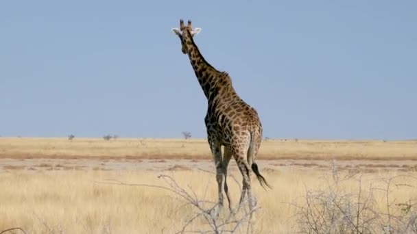 ナミビアのエトーシャのサバンナを歩くキリン アフリカの野生のサファリ 安全運転だ ゲームドライブだ 快適な4Wdオープンサファリ車で野生動物を見る — ストック動画