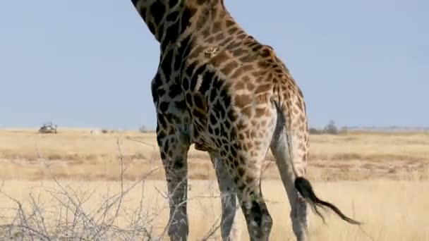 Giraffa Che Nella Savana Etosha Namibia Safari Selvaggio Africa Safari — Video Stock