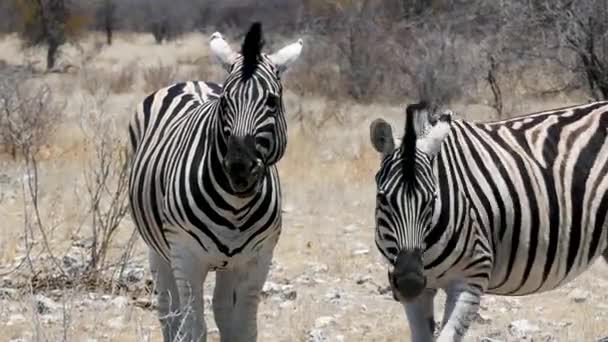 Yawning Zebra Animais Africanos Selvagens Andando Savana Etosha Namíbia Imagens — Vídeo de Stock