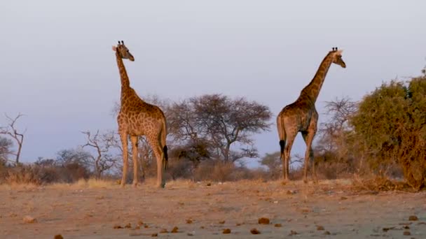 ナミビアのエトーシャのサバンナで日没時に立っている2人のキリン アフリカの野生のサファリ 安全運転だ ゲームドライブだ 快適な4Wdオープンサファリ車で野生動物を見る — ストック動画
