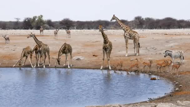 ナミビアのエトーシャにある小さな池や水飲み場から キリン スプリングボクス ゼブラス ジェムソボクのオリックスが水を飲む アフリカの野生のサファリ ゲームドライブ 快適な4Wdオープンサファリ車両で野生動物の時計 — ストック動画