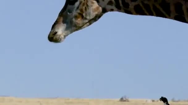 在纳米比亚埃托沙的长颈鹿头放牧的特写镜头 非洲的野生狩猎 Safari骑 一个游戏驱动器 野生动物在舒适的4Wd敞篷越野车中观看 — 图库视频影像