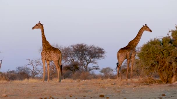 ナミビアのエトーシャのサバンナで日没時に立っている2人のキリン アフリカの野生のサファリ 安全運転だ ゲームドライブだ 快適な4Wdオープンサファリ車で野生動物を見る — ストック動画