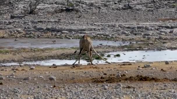 Жираф Пьёт Воду Маленького Пруда Водоёма Этоше Намибия Дикое Сафари — стоковое видео