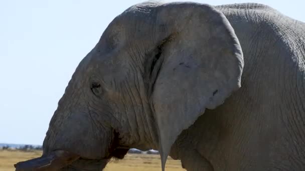 Zbliżenie Głowy Wielkiego Starego Słonia Spacerującego Sawannie Etosha Namibia Dzikie — Wideo stockowe