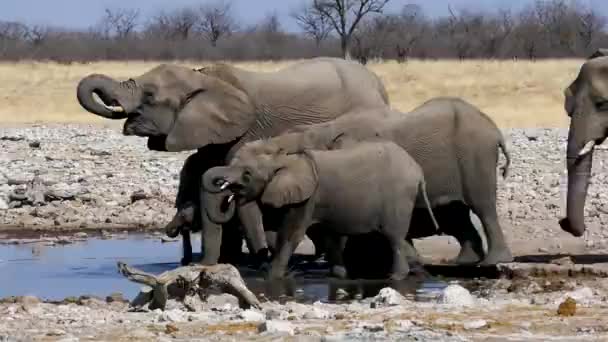 Herd Elephants Head Pond Drink Water Wash Themselves Wild Safari — Stock Video