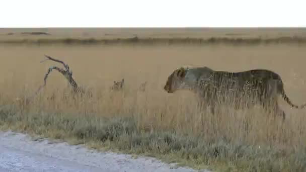 Lew Idzie Przed Nasz Samochód Etosha Namibia Dzikie Safari Afryce — Wideo stockowe