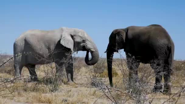 Deux Énormes Éléphants Mâles Debout Devant Autre Attendant Dans Une — Video