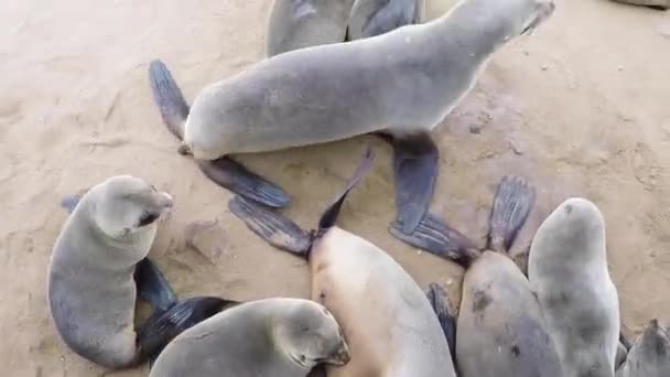 Cape Cross Seal Reserve Namibia Africa Sigilli Selvatici Natura — Video Stock