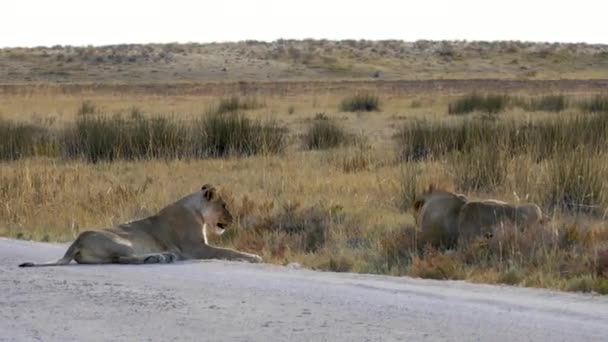 Yawning Leão Enquanto Descansa Uma Estrada Etosha Namíbia Dois Leões — Vídeo de Stock