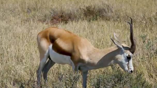 Thomsons Gazelle Pastoreando Etosha Namíbia — Vídeo de Stock