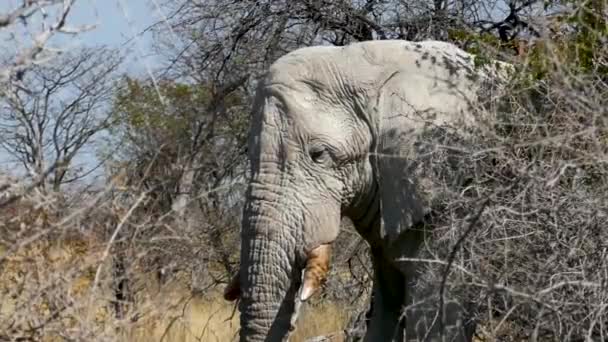 Zblízka Hlava Obrovského Starého Slona Který Schovává Stromě Etoshe Namibii — Stock video