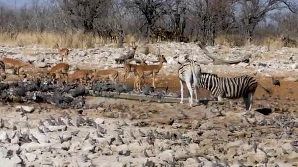 Las Cebras Los Impalas Las Aves Beben Agua Pequeño Estanque — Vídeos de Stock