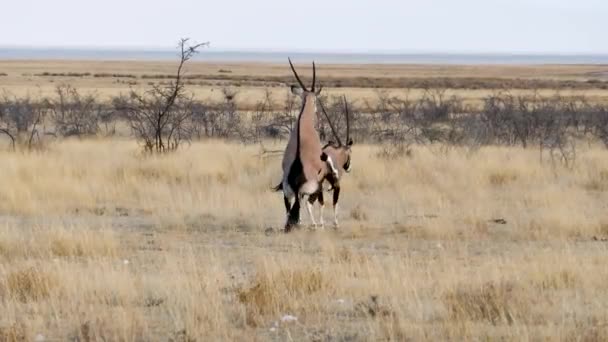 Gemsbok Apareamiento Apareamiento Oryx Etosha Namibia Safari Salvaje África Viaje — Vídeos de Stock