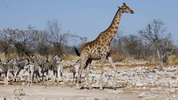 Girafe Zèbres Trouvent Côté Petit Étang Trou Eau Etosha Namibie — Video