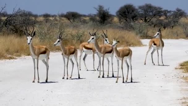 Herd Van Springbok Antilopen Weg Van Een Grindweg Etosha Namibië — Stockvideo