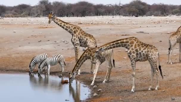 Giraffen Zebra Drinken Water Uit Een Kleine Vijver Waterpoel Etosha — Stockvideo