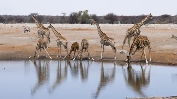 ナミビアのエトーシャにある小さな池や水飲み場から9人のキリンが水を飲む アフリカの野生のサファリ 安全運転だ ゲームドライブだ 快適な4Wdオープンサファリ車で野生動物を見る — ストック動画